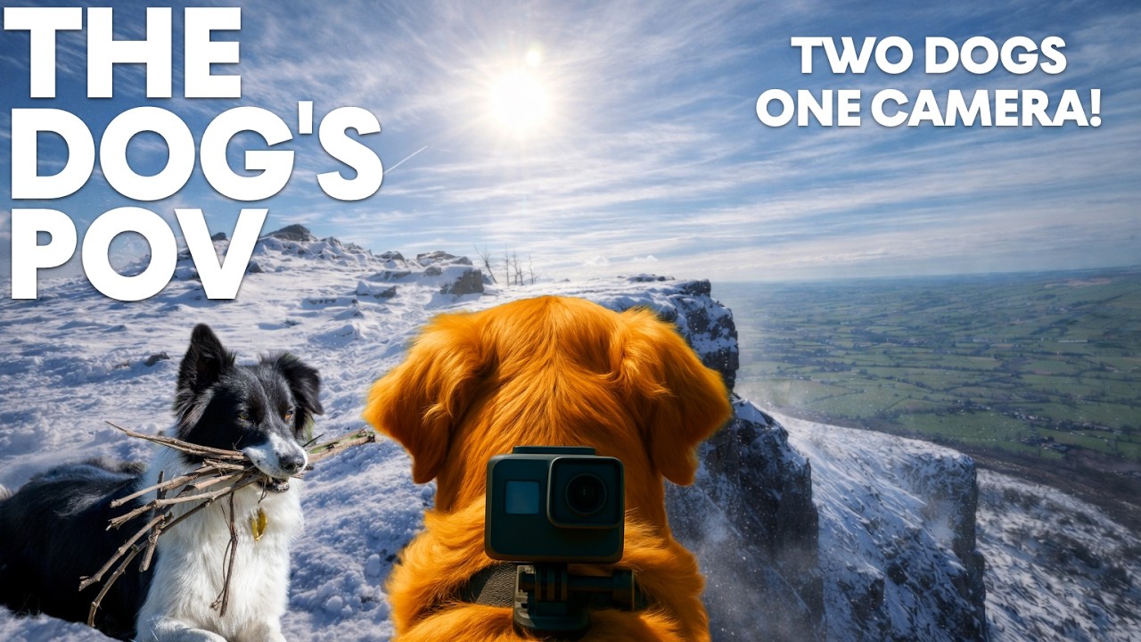 Dog TV for Home Alone Dogs 🐕 Snowy Ridge Adventure | 10 Hours