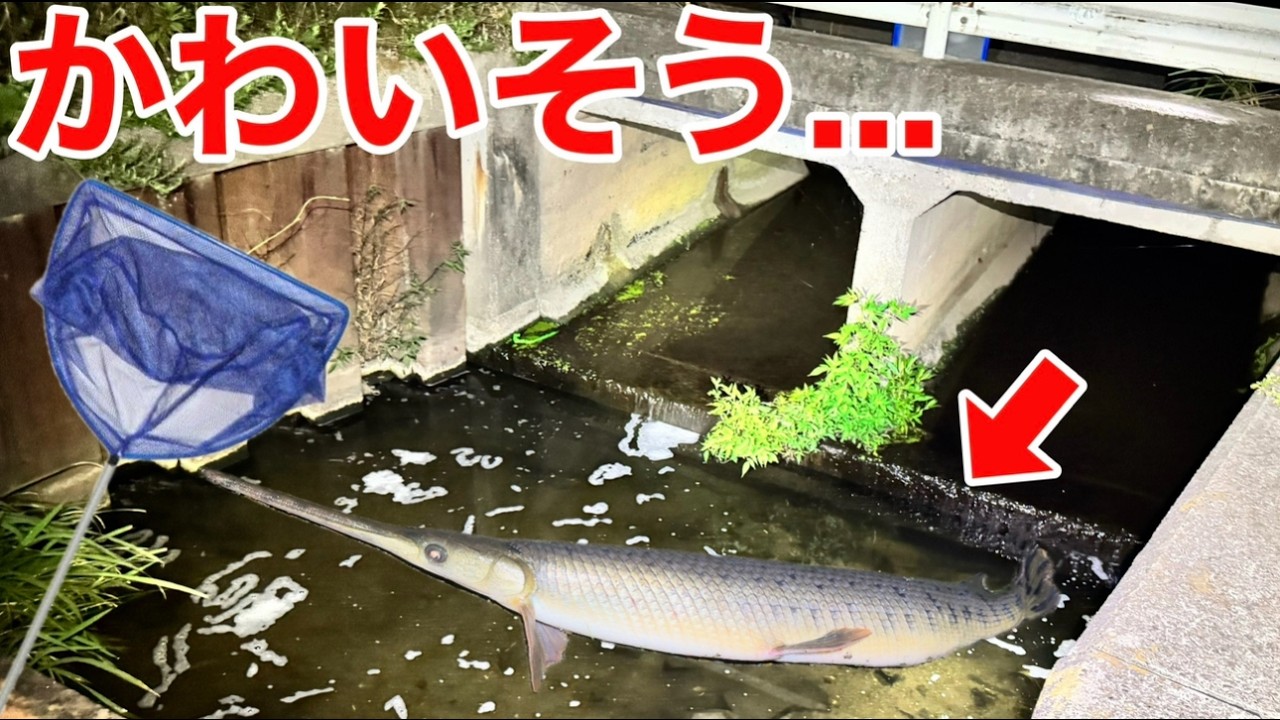 【アリゲーターガーの目撃情報？】外来魚だらけの夜の用水路に突撃！ダンドウボウ＆ライギョを追え！