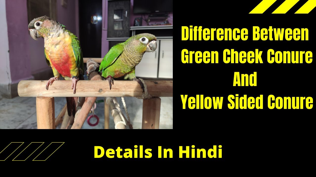 Difference Between Green Cheek Conure And Yellow Sided Conure || GCC vs YSC || Saarims Birdzotic ||