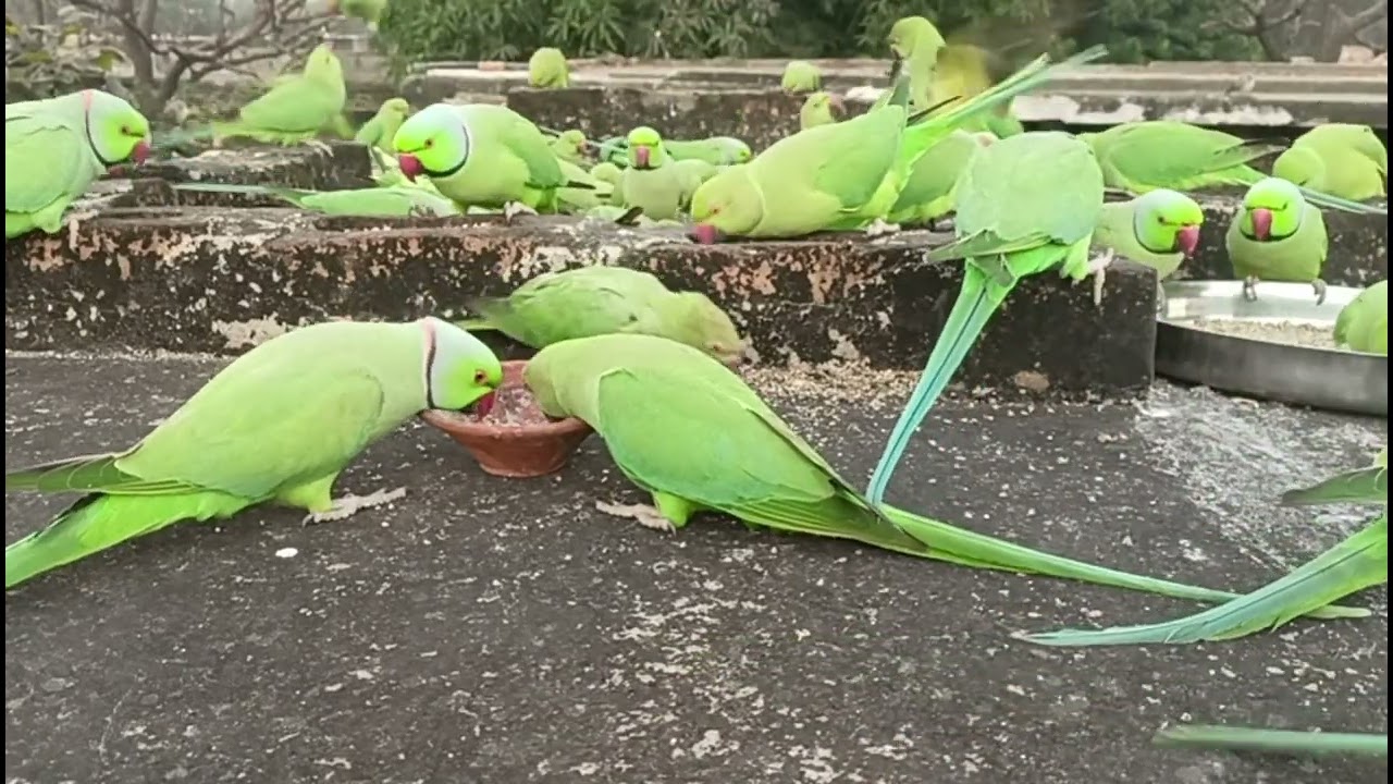 💐💐🦜🦜👍 tota Sundar dikh raha hai 👍