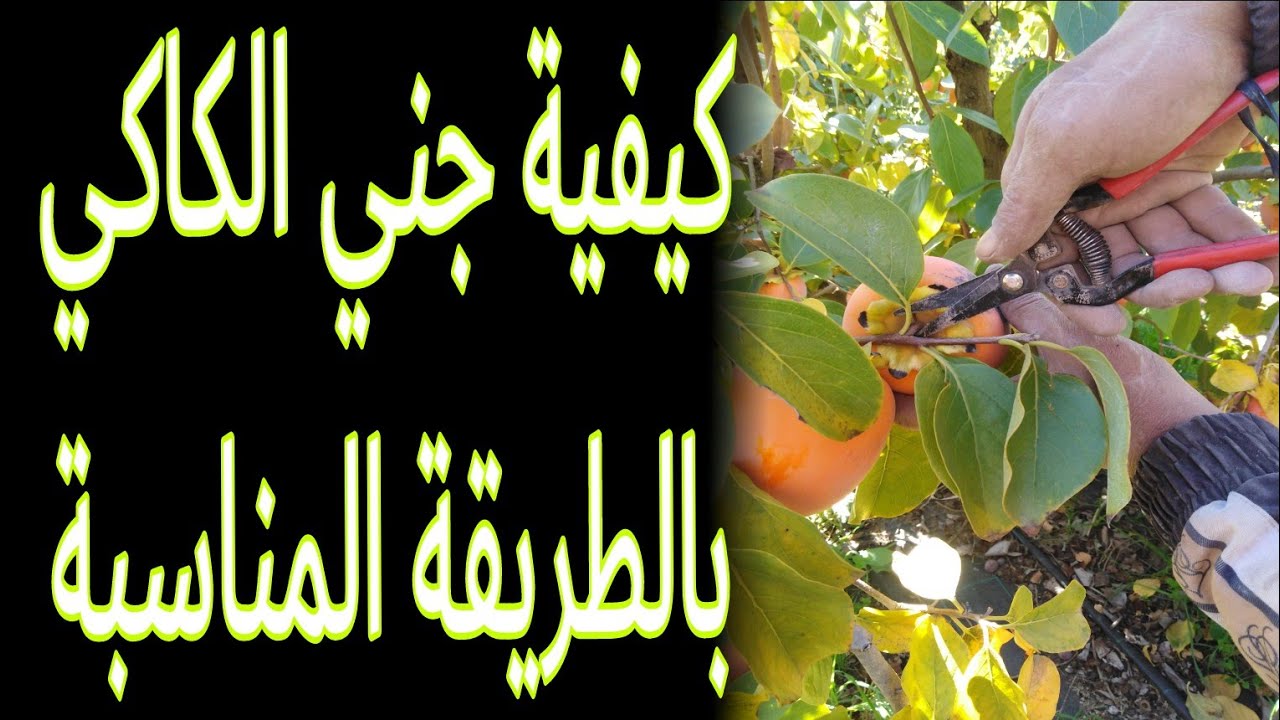 #الطريقة الصحيحة لجني الكاكي....