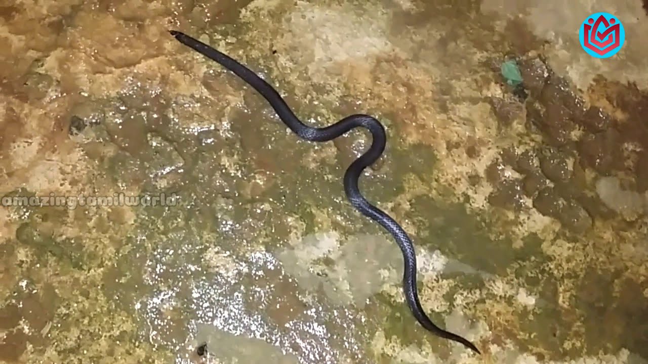 snake in home | #snake | #srilankavlog | @amazingtamilworld | #snakevlog |