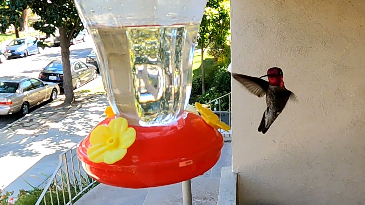 Trochilidae :)
