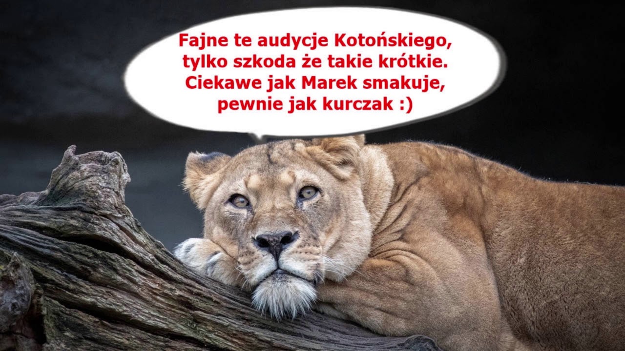 Wirtualny coaching. Cierpienia młodego prawiczka - strefasamca.pl