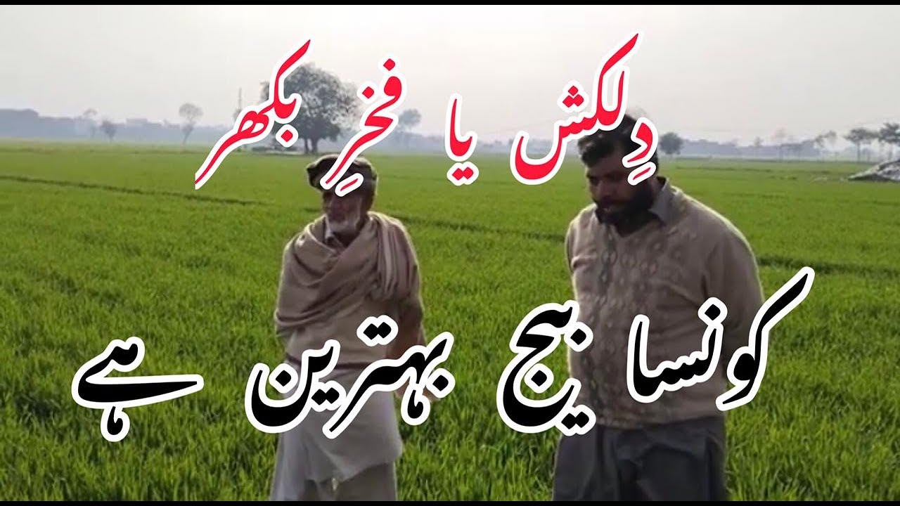 Which seed is best Dilkash or Fakhre bakhar?