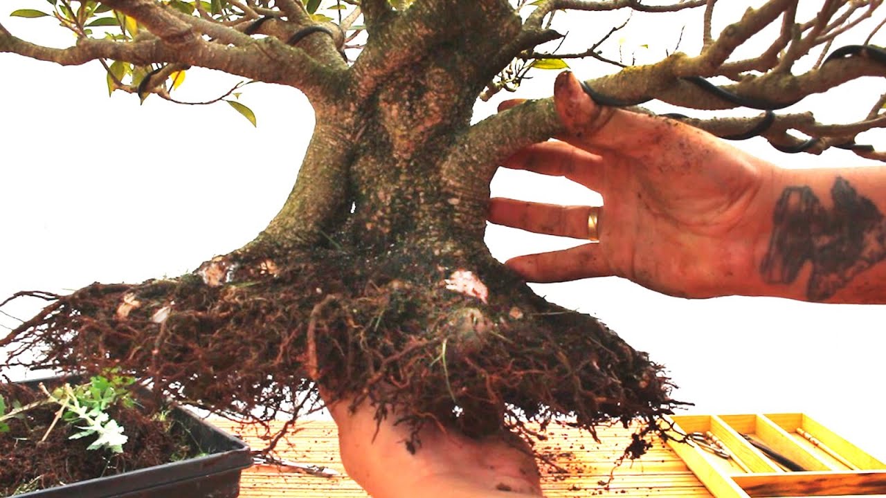 Nebari perfecto - El ficus de Teresa para Mercedes
