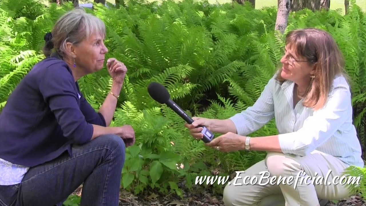 EcoBeneficial Interview: Taking a Closer Look at Jack-in-the-Pulpit with Carol Gracie
