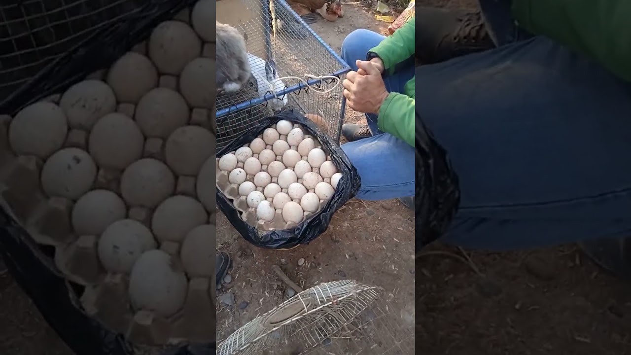 мург бозори х.Шариф👍🔔✍️🦃🦢🐣🐥🦆🐇товус