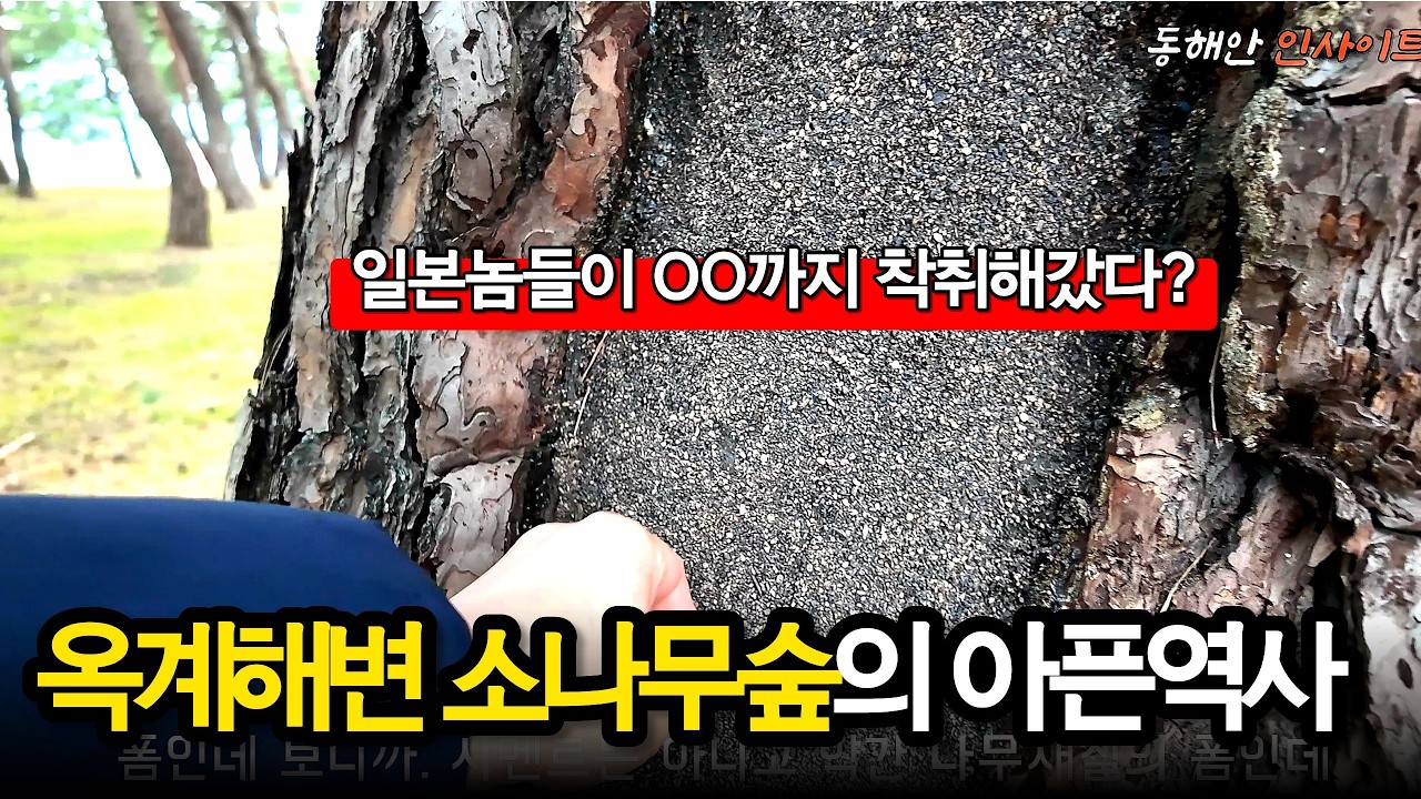이 소나무 상처의 정체… 일제강점기 송진 수탈 현장
