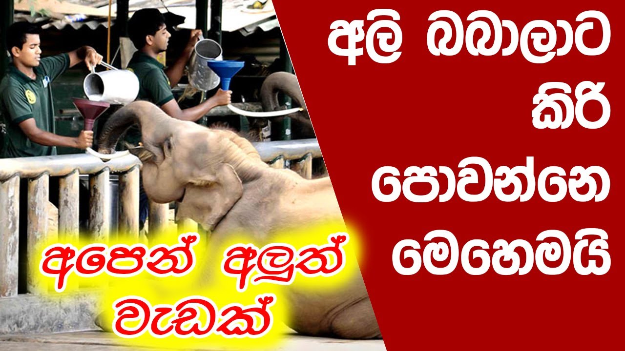 baby elephants are fed milk | Udawalawa Elephant Orphanage | අලි බබාලාට කිරි පොවන්නෙ මෙහෙමයි