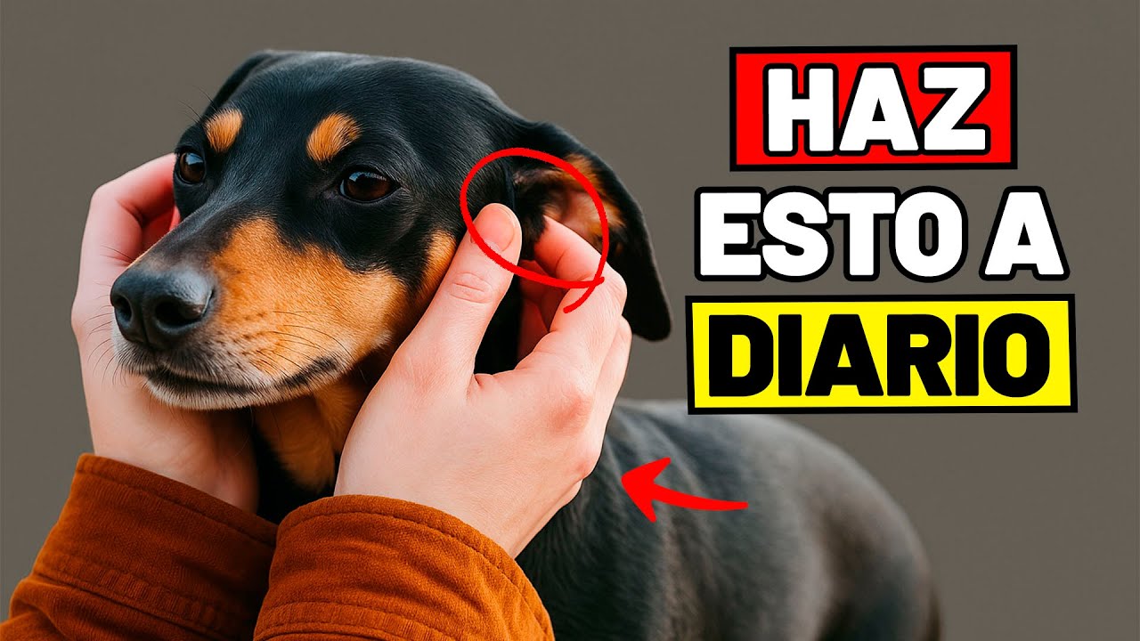 15 COSAS que TU PERRO AMA y que NUNCA te IMAGINASTE (¡La #4 te Sorprenderá!)