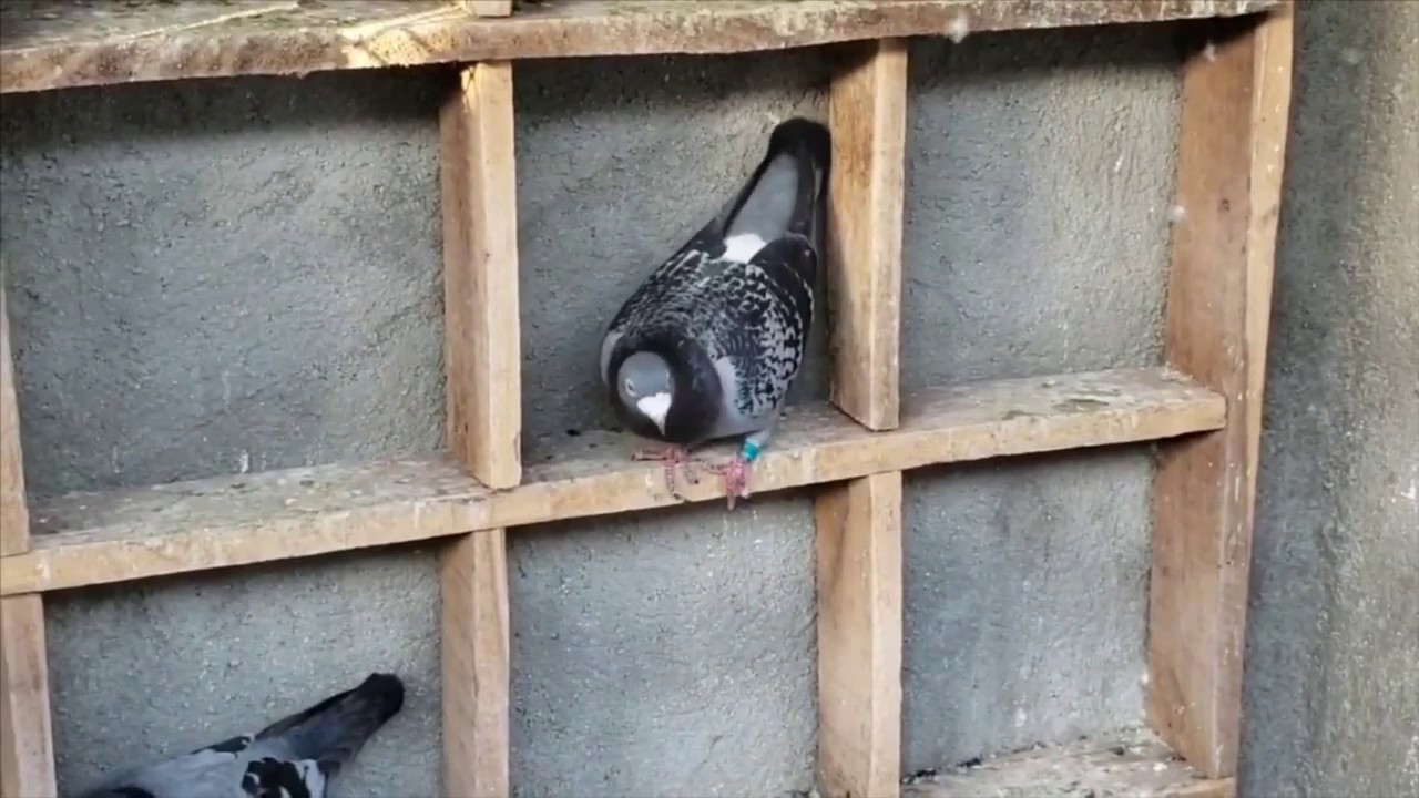 Palomas y palomeros cubanos