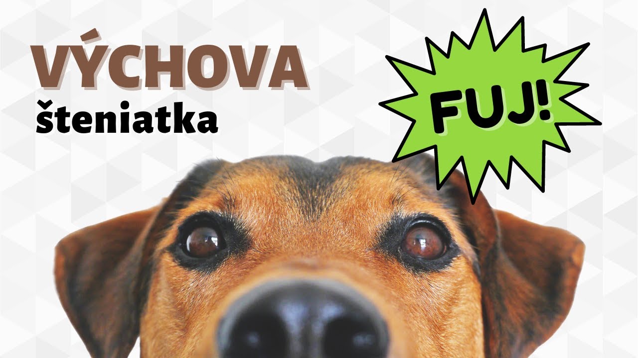 Ako naučiť psa povel FUJ! | CANISLOG Slovakia
