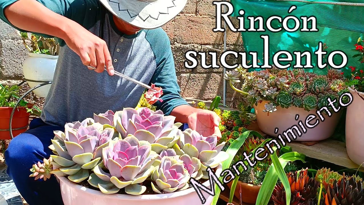 Mantenimiento suculento, recuperando la estética perdida de este rincón. #limpieza #suculentas
