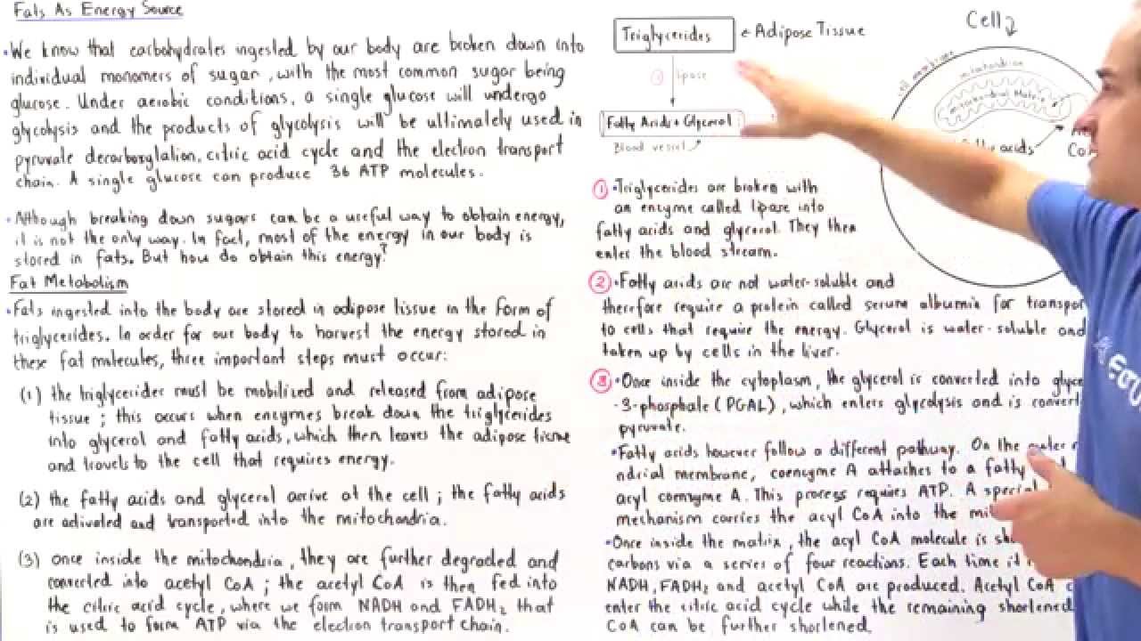 Triglyceride Metabolism