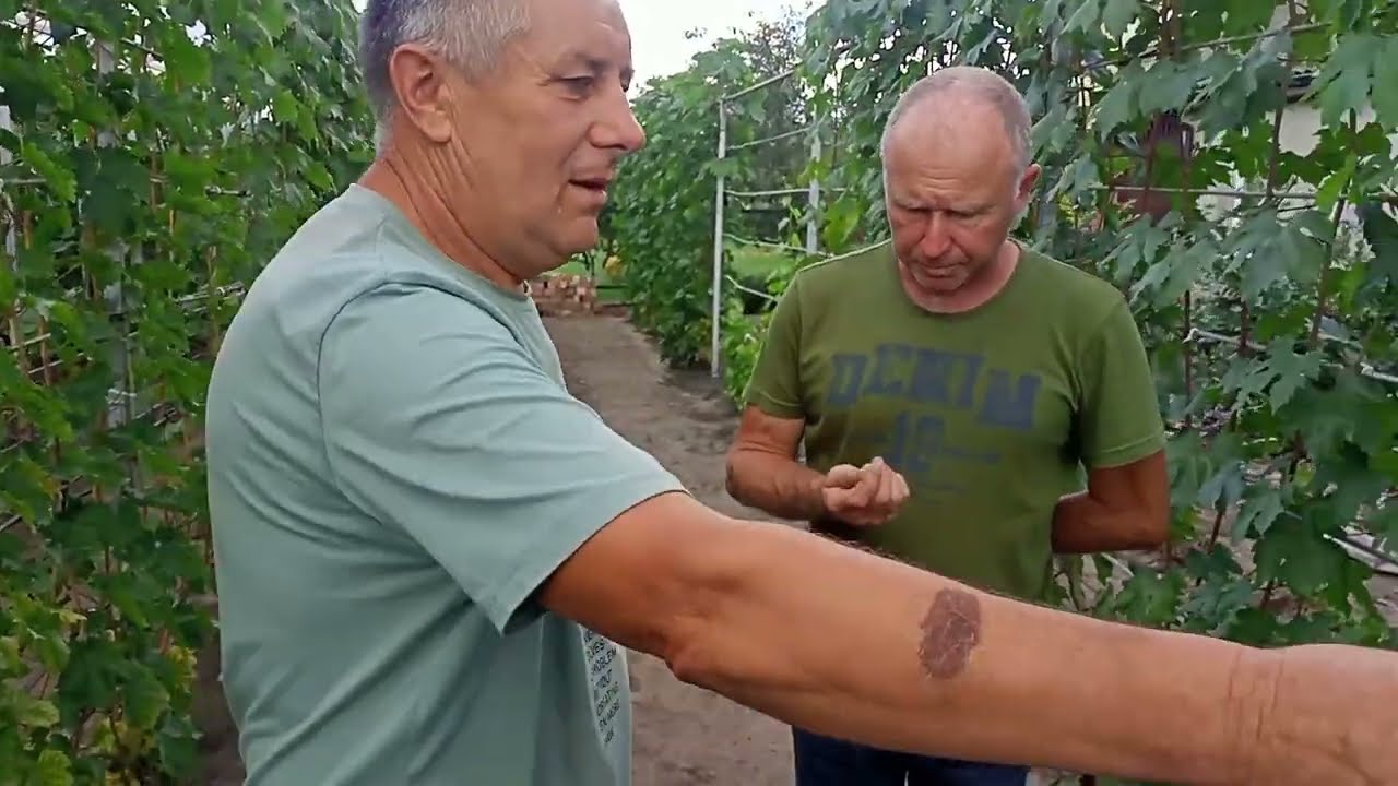 Лучший Хозяин Винограда 2023