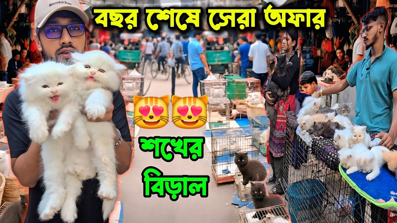 সেরা অফারে বিক্রি হচ্ছে সুন্দর পার্সিয়ান বিড়াল | Mirpur 1 Cat Market | Cat Price in Bangladesh 