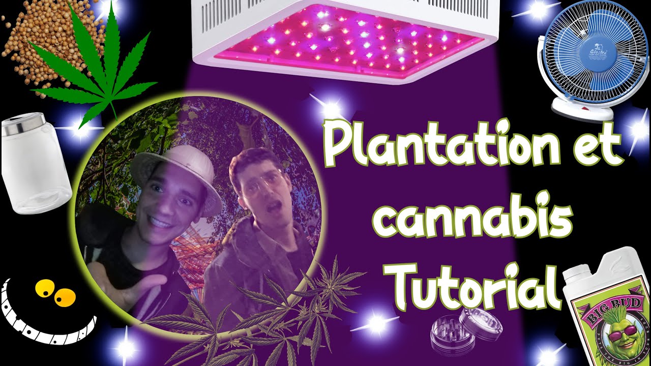 Planter du Cannabis (Tuto) - PAPY #Hors S&eacute;rie