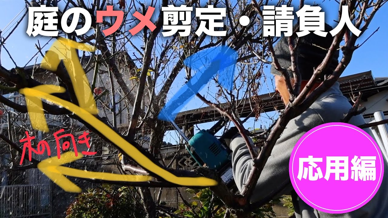 庭の梅を【大改造】ビフォーアフター❶