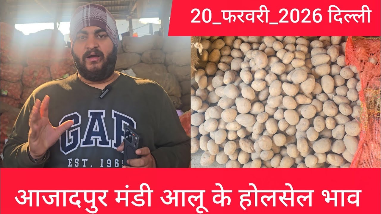 20 February 2026 दिल्ली 🥔आलू के भाव Azadpur Delhi mandi today #PotatoMarket #delhipotatomarket 
