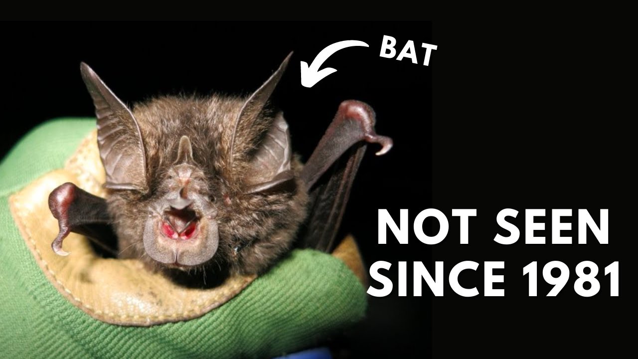 This Comical Bat Hasn't Been Seen in 40 Years