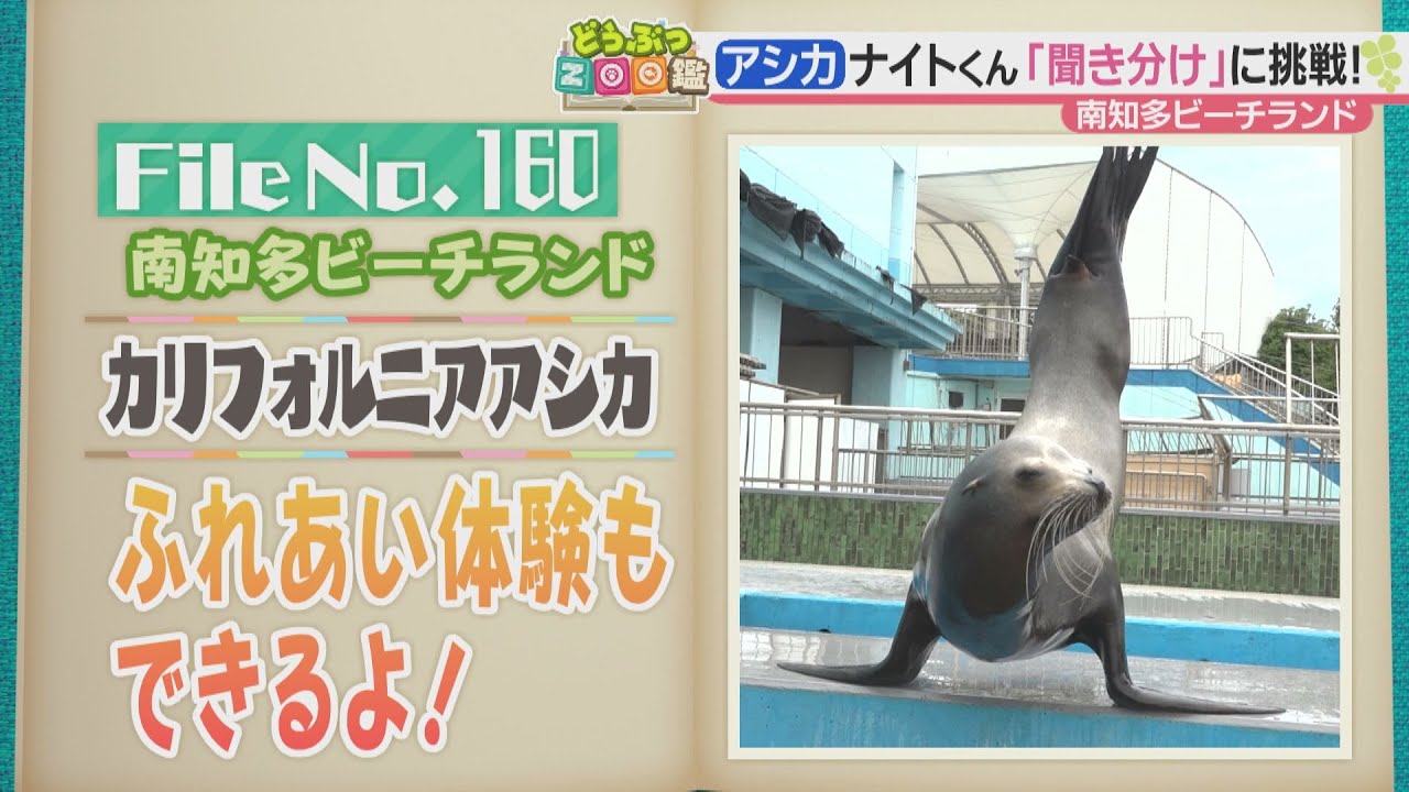 自分の名前を聞き分けられるカリフォルニアアシカ　南知多ビーチランド【どうぶつZOO鑑】2023年6月23日放送