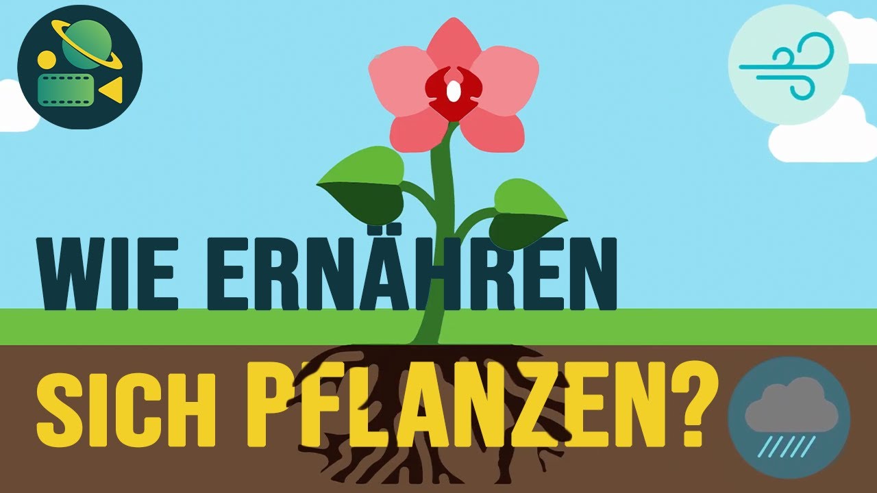 Wie ernähren sich Pflanzen? | Film Planet