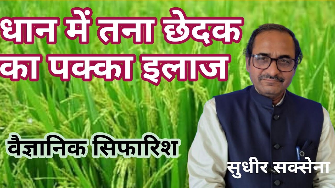 धान में तना छेदक का पक्का इलाज। धान में तना छेदक का नियंत्रण। तना छेदक से धान को कैसे बचाएं।