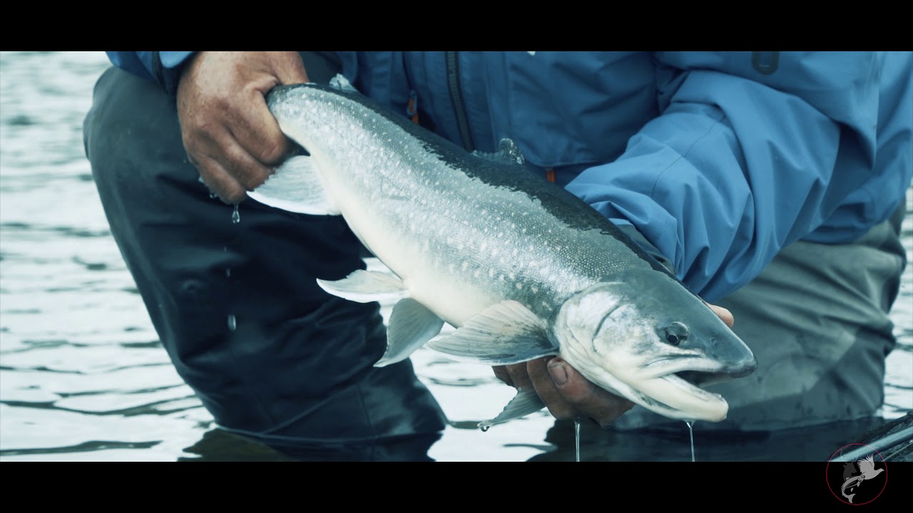 Greenland Arctic Char Fly Fishing