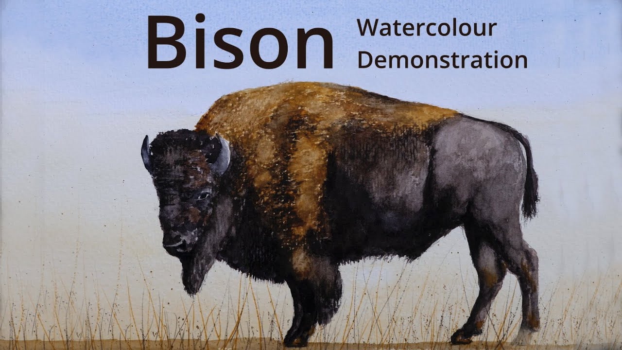 How to paint a Bison - Watercolour painting demonstration