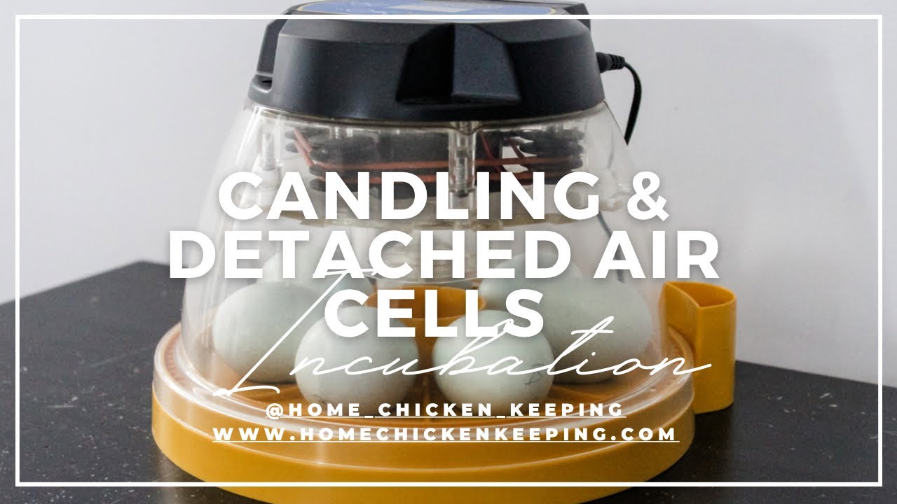 How To Prepare To Candle Eggs & Detached Air Cells