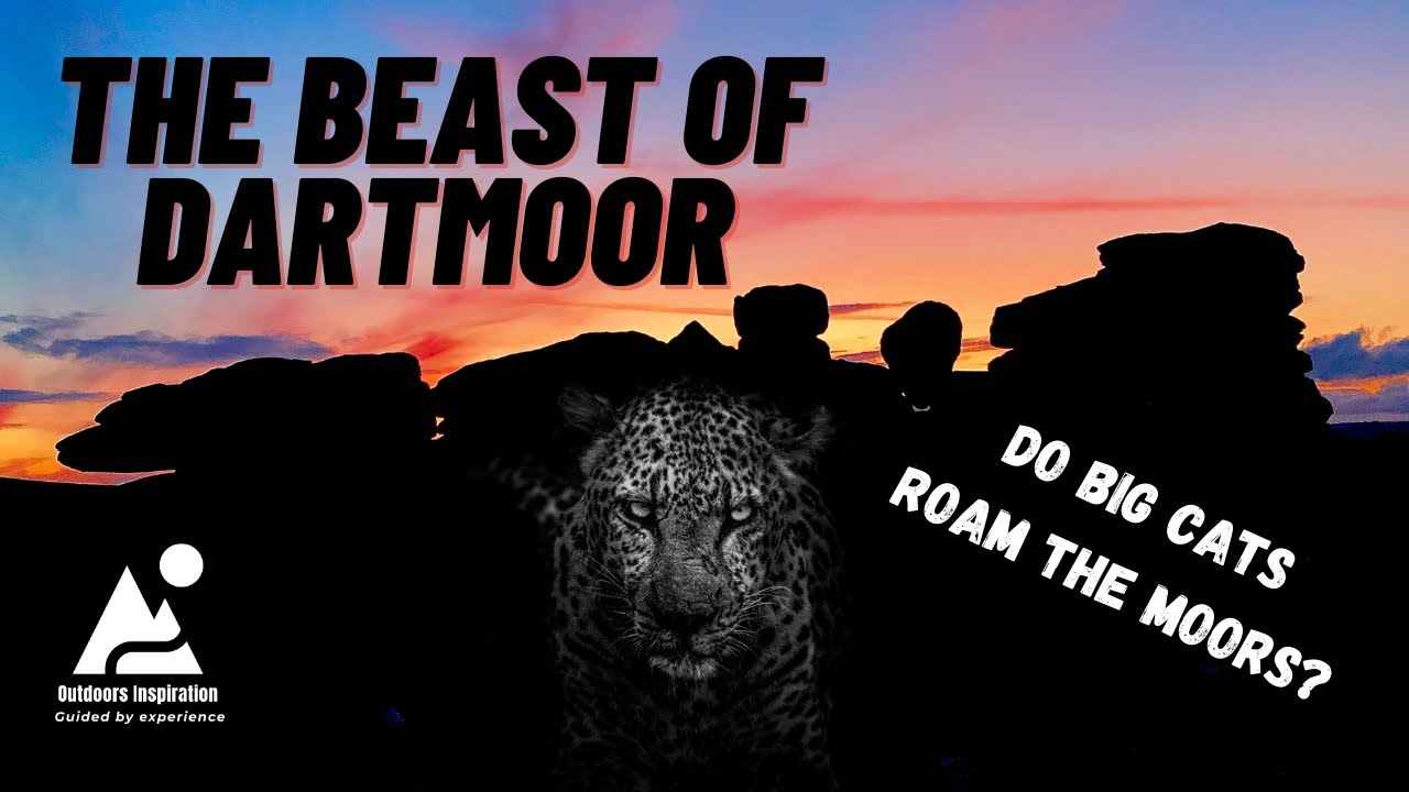 The Beast of Dartmoor | Big Cats In Britain ? | A Story From Bellever Forest Dartmoor