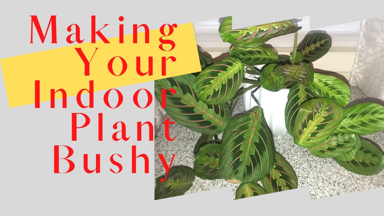 Combining Small Plants to Make One Large Plant | Combining Red Maranta Plants