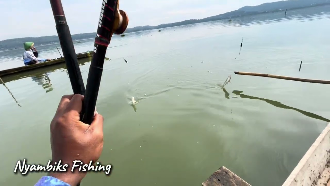 Spot Dangkal Ikan Muball !!! #mancingterbaru #rawapening 