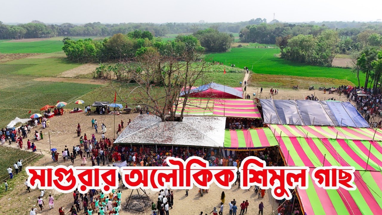 মাগুরার অলৌকিক শিমুল গাছ । Okkurpara gram ar viral mandar gas.Magura akkurpara gram