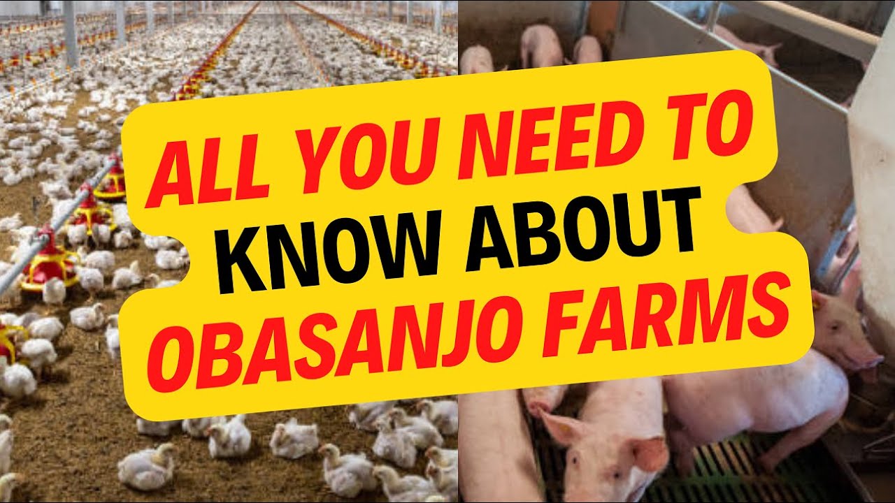 All You Need To Know About Obasanjo Farms #farming #farm #obasanjofarms (A Small Documentary)