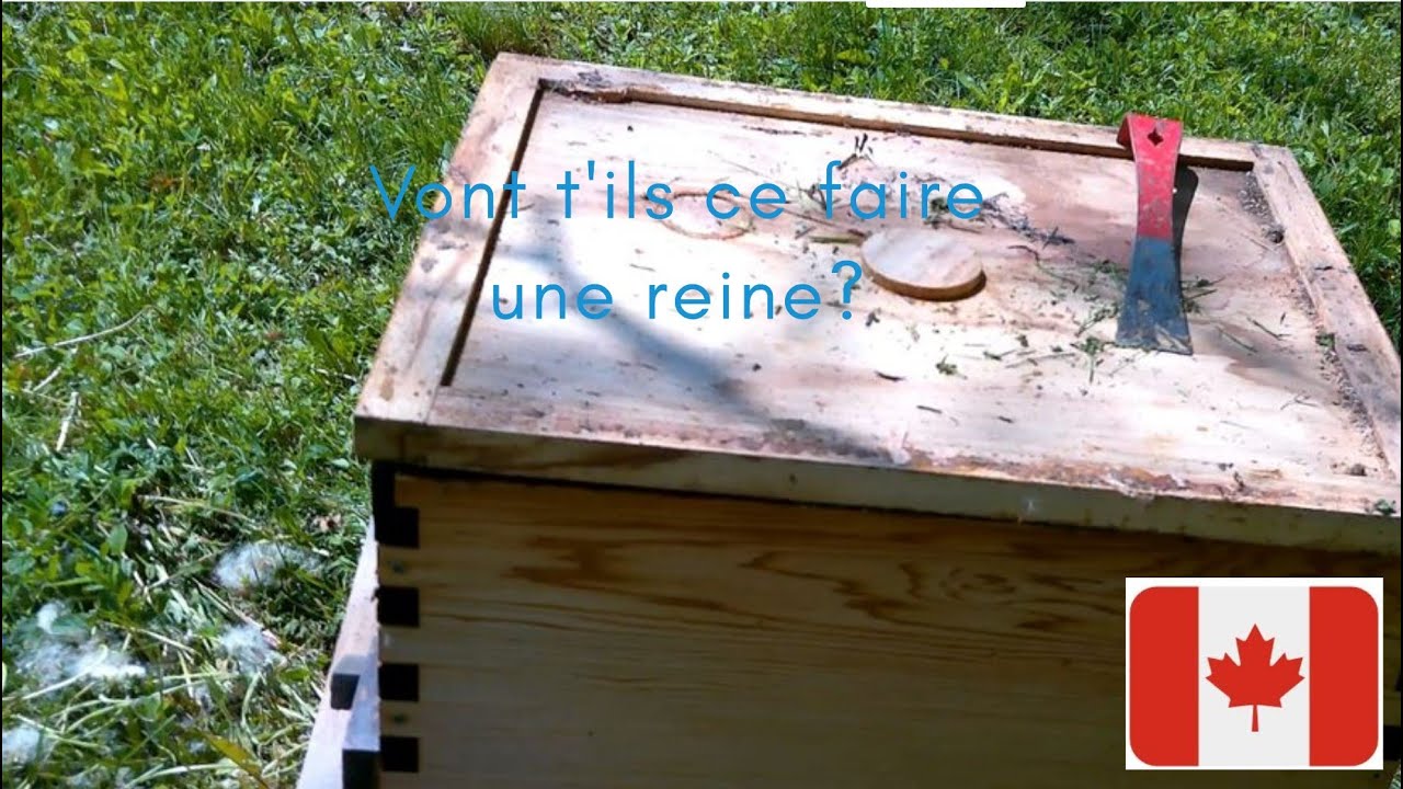 Cette semaine on inspecte toutes nos ruches