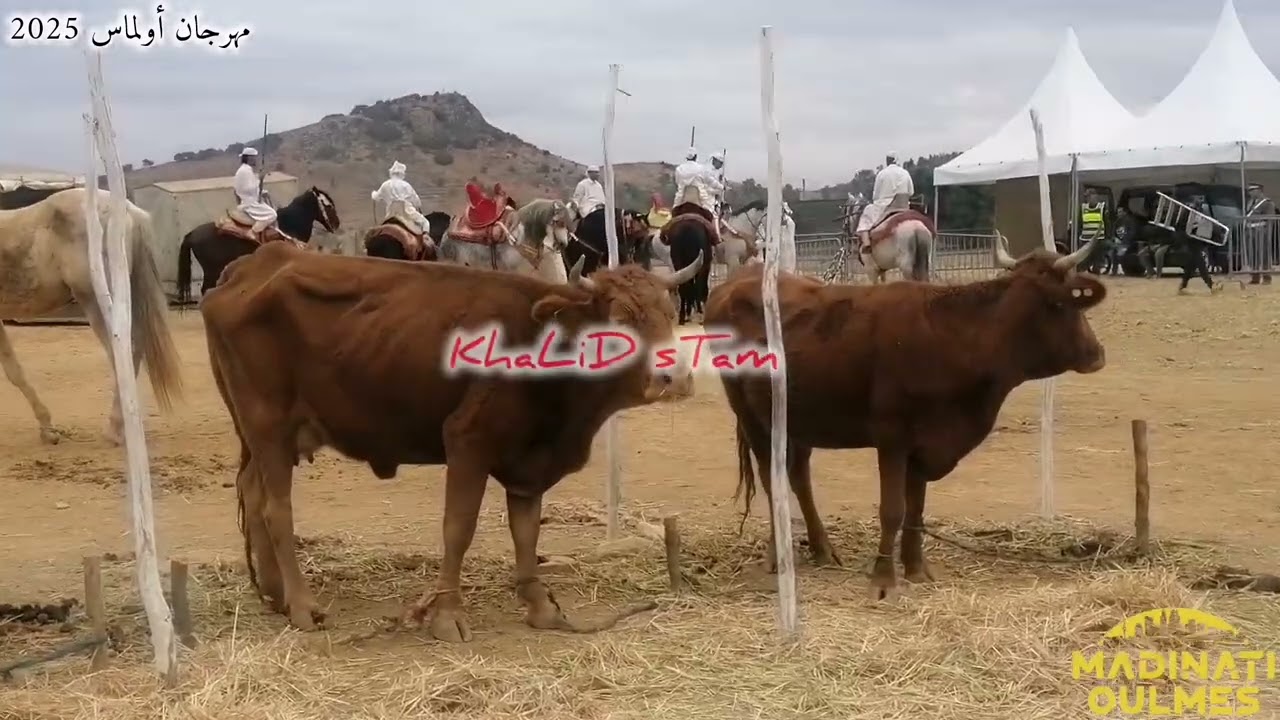 مهرجان أولماس 2025 🍁 💚 festival oulmes
