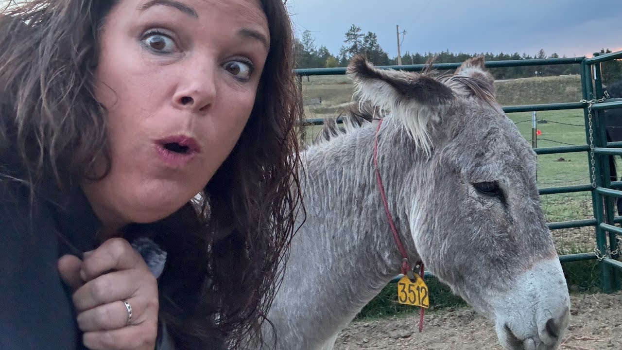 Why Donkeys Are More Than Just Cute 💞 Training Wild Burros