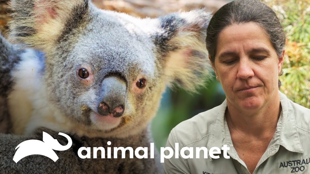 ¡Koala embarazada de gemelos es llevada al veterinario de emergencia! | Los Irwin | Animal Planet