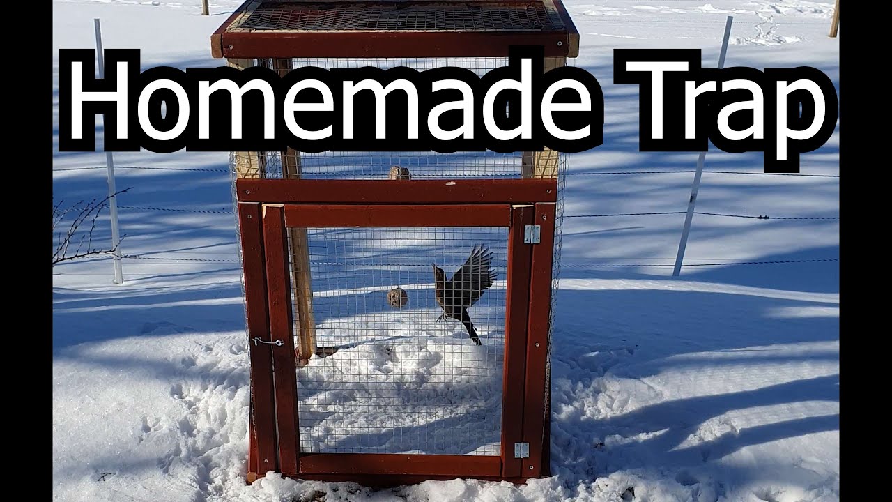 Making a trap to catch magpies 