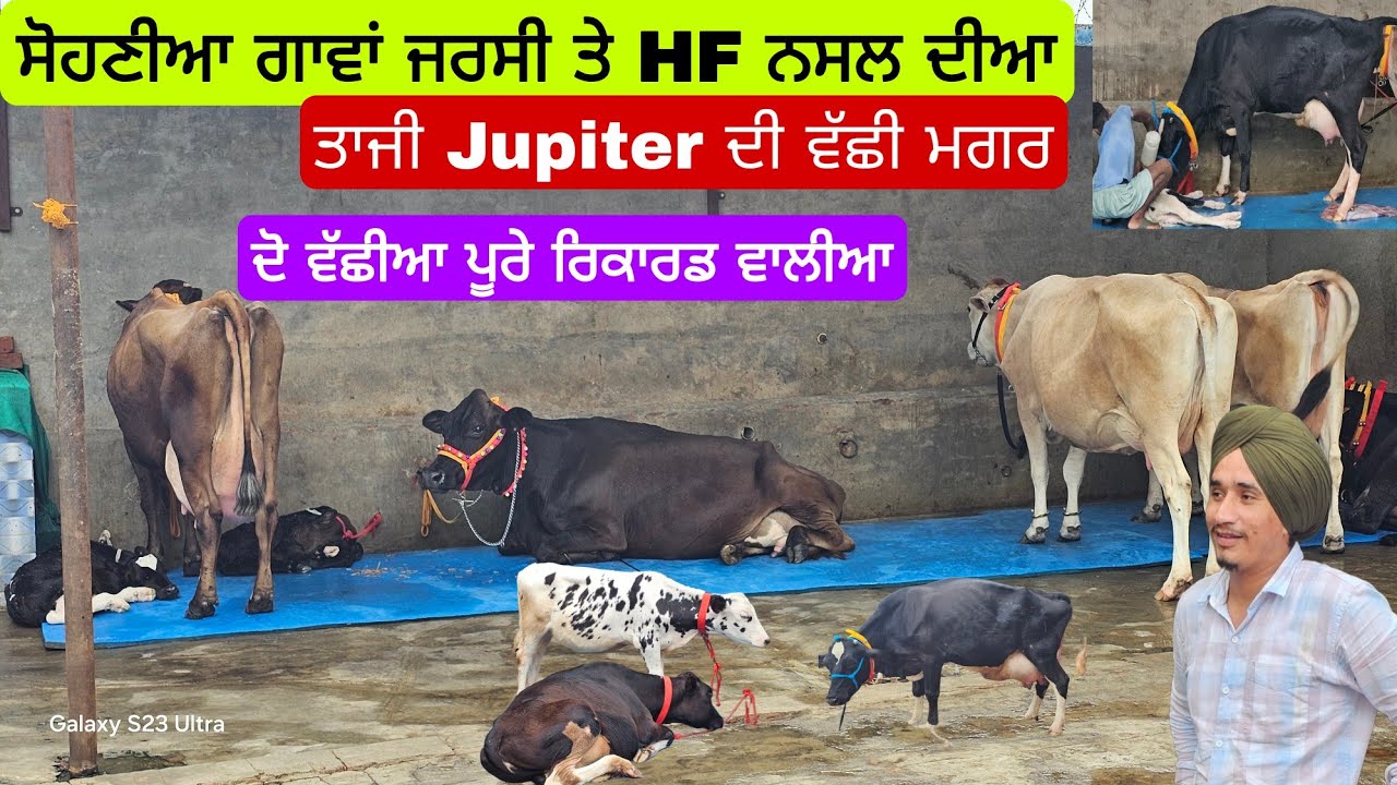 11 ਗਾਵਾਂ ਜਰਸੀ HF ਤੇ ਕਰੋਸ ਬਰੀਡ ਦੀਆ ਦੋ ਵੱਛੀਆ ਫਾਰਮ ਵਾਲੀਆ ਪੂਰੇ ਰਿਕਾਰਡ ਨੇ Cow and Heifer for sale low rs