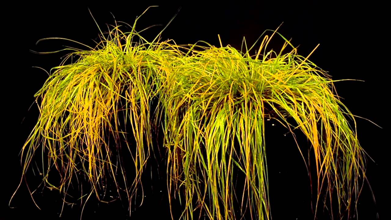 Sporobolus Stapfianus: A Resurrection Grass