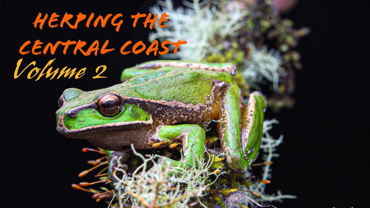 Herping Australia: Volume 2 , Back on the Central coast