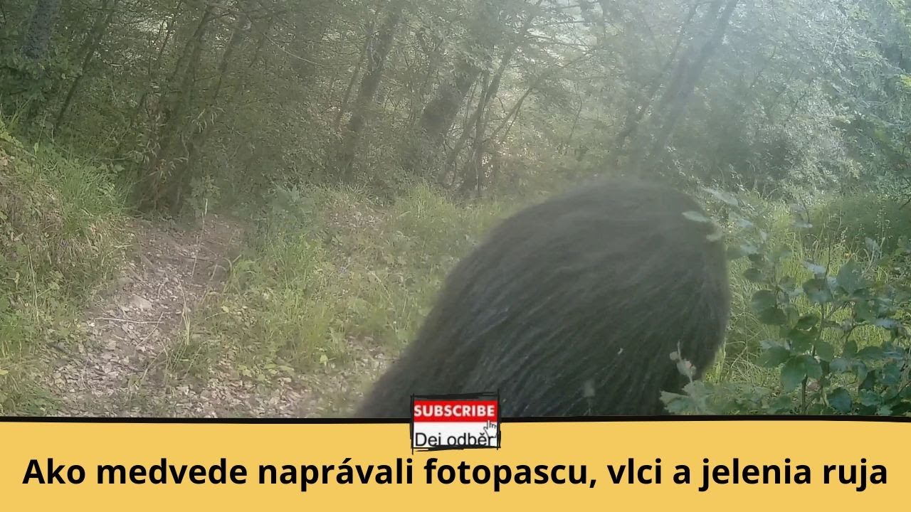 Ako medvede naprávali fotopascu, vlci a jelenia ruja 🐻🔧💘🦌