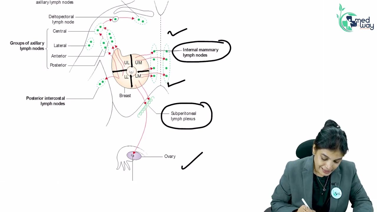 Mammary Gland || By Dr. Monalisa || Anatomy