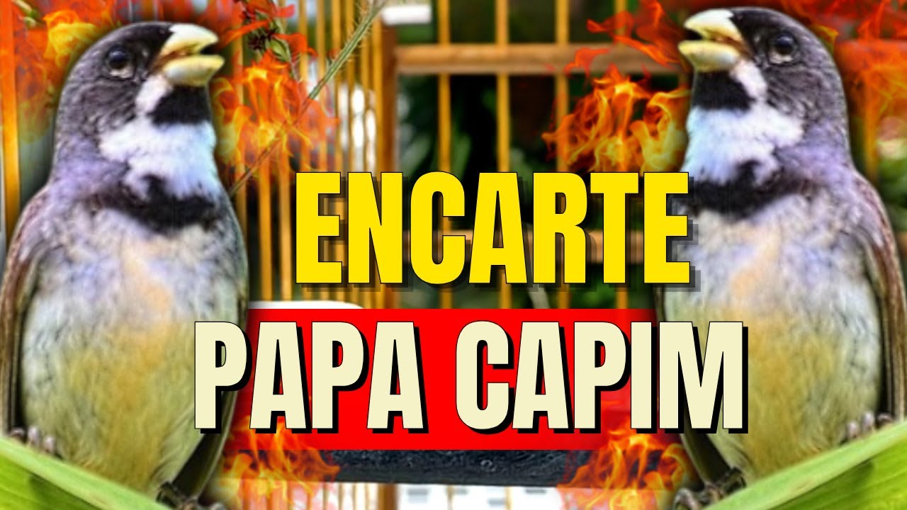 🔴 MELHOR CANTO PAPA-CAPIM FIBRA PARA ENCARTE 🔴 ÁUDIO DE QUALIDADE PARA TURBINAR SEU PAPA-CAPIM 🔴