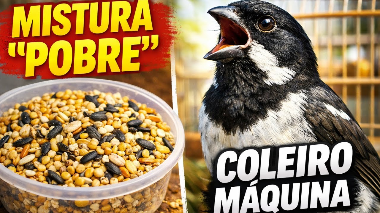 A MISTURA de SEMENTES 