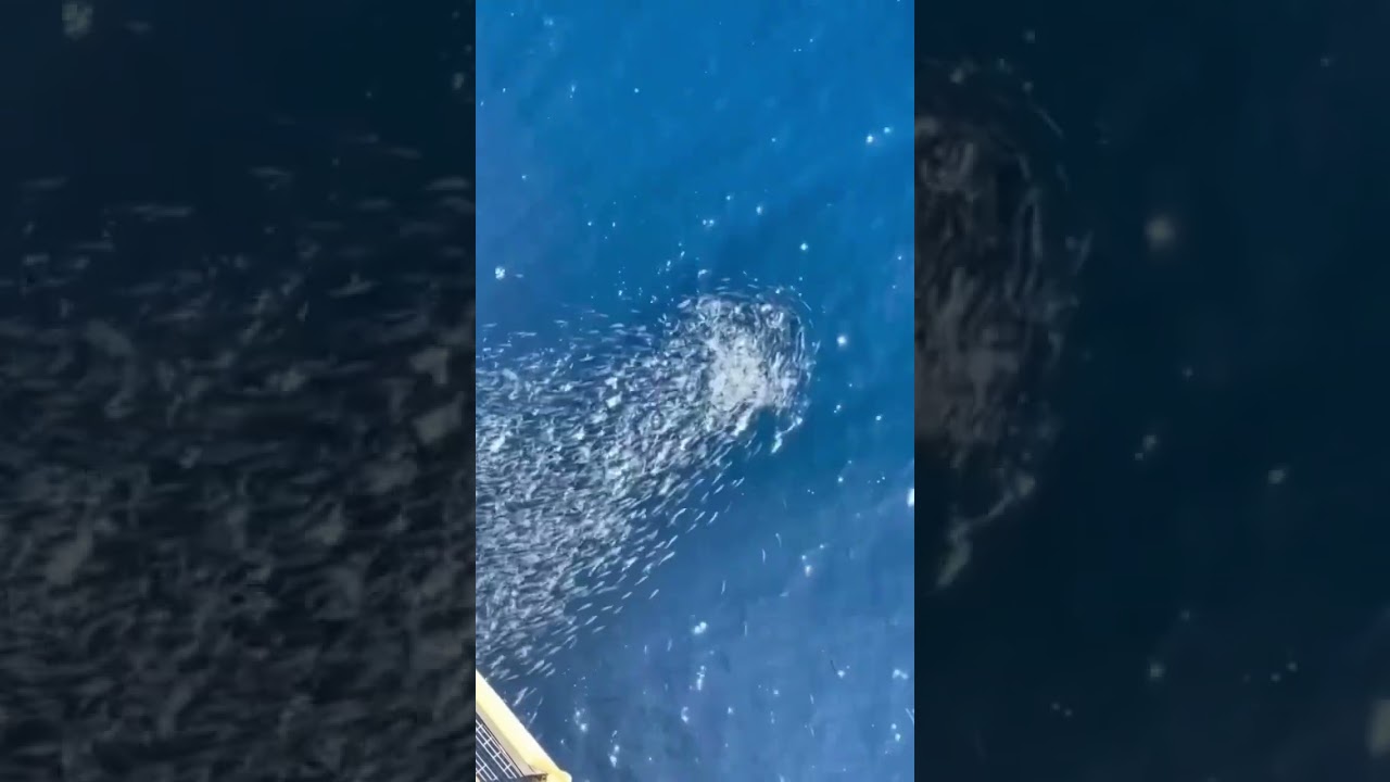 🚢⚓🚢😍🚢⚓ 