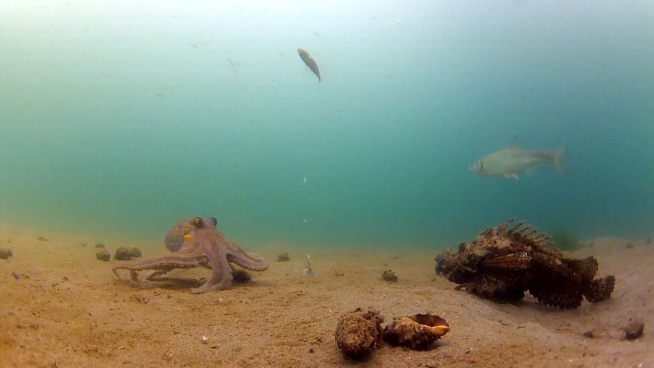 オコゼとタコの出会いにビックリ！【水中映像】
